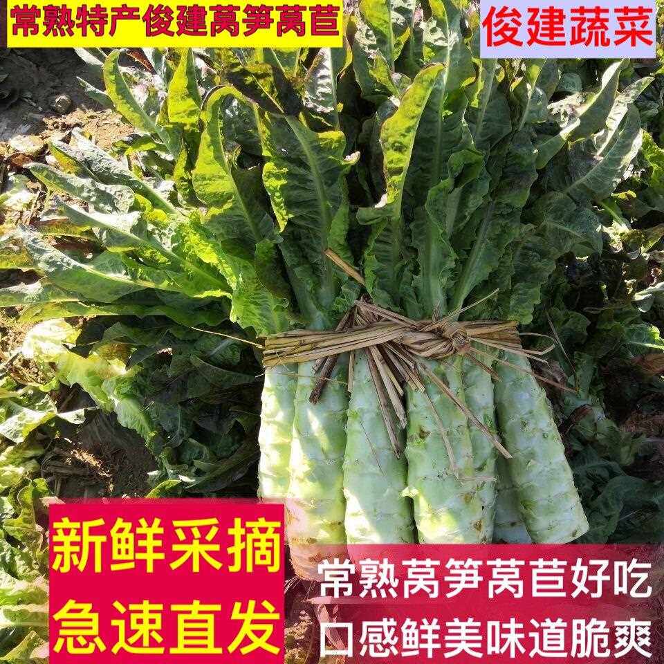 常熟特产上海苏州莴苣莴笋现摘现发农家自种网红新鲜蔬菜火锅菜