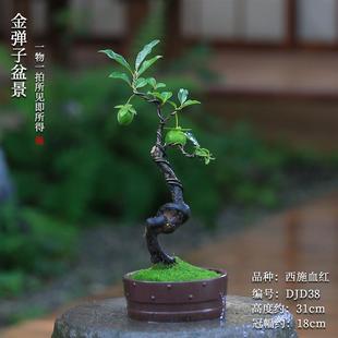 金弹子盆景瓶兰花黑塔子素材桩绿植公桩母桩练手桩