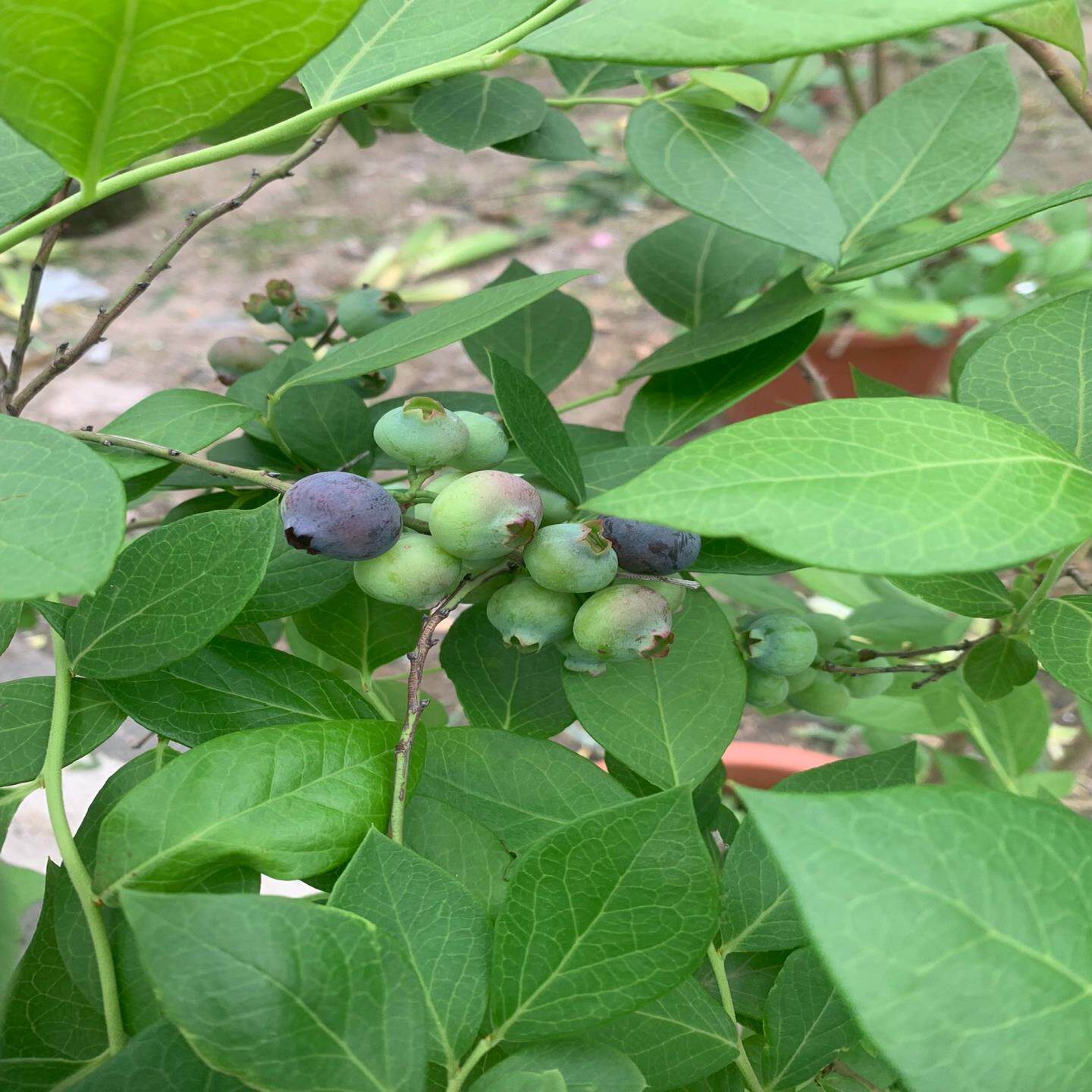 老桩大蓝莓树苗带果蓝莓苗,皇冠大果7年左右,江高自提128