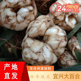 2025宜兴新鲜大百合特产纯农家食用小百合高山百合种微苦特级