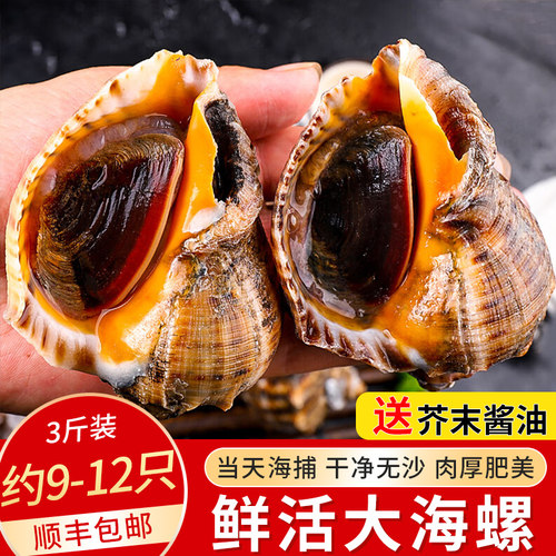 朵芙鲜活码头直发3斤青岛大海螺