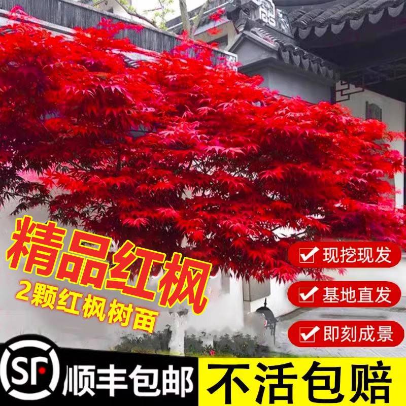 本树苗红枫院盆苗舞姬红红耐三季71680枫国苗栽树绿化枫风中寒庭