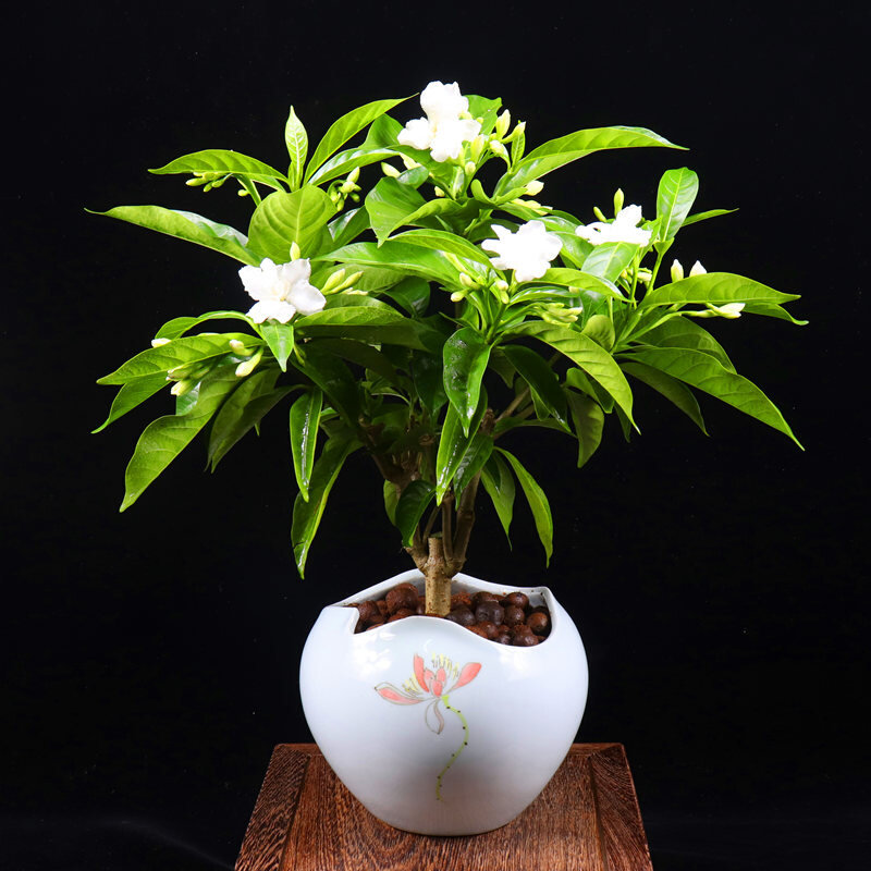 丁香花盆栽开花不断室内观花花卉盆栽驱蚊植物好养的花四季常青