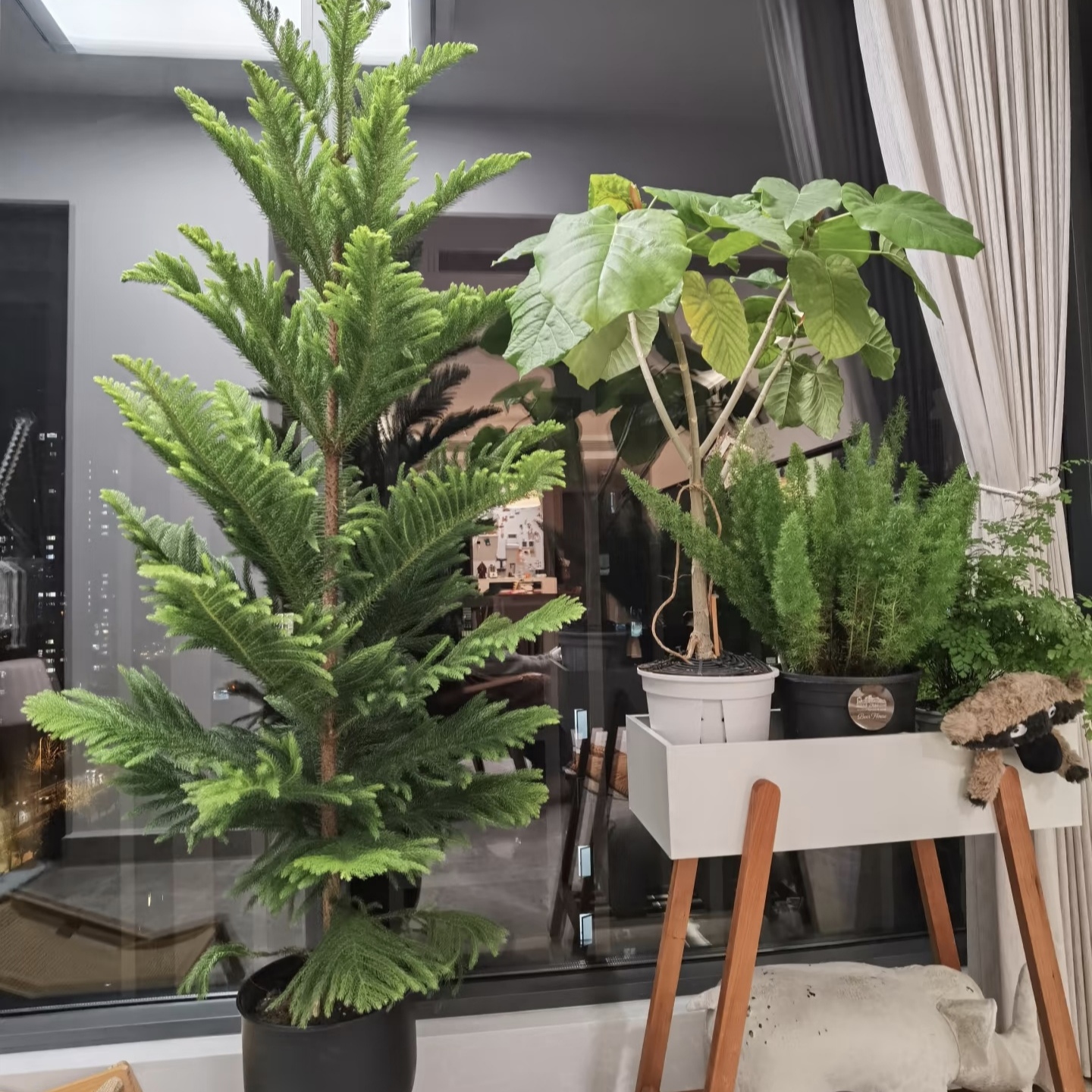 圣诞树盆栽南洋杉圆柏龙柏树大型室内客厅庭院松柏真植物节日绿植