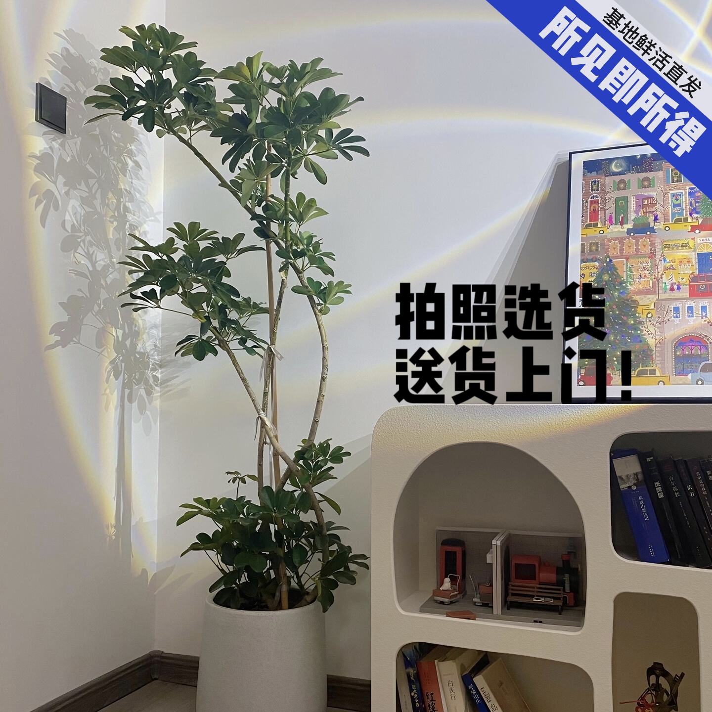 鸭脚木绿植室内客厅好养植物基地