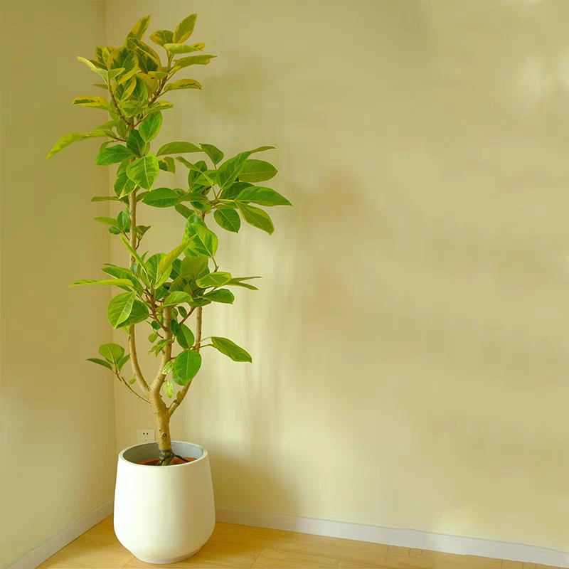 黄金榕橡皮树好养家里绿植可拍照