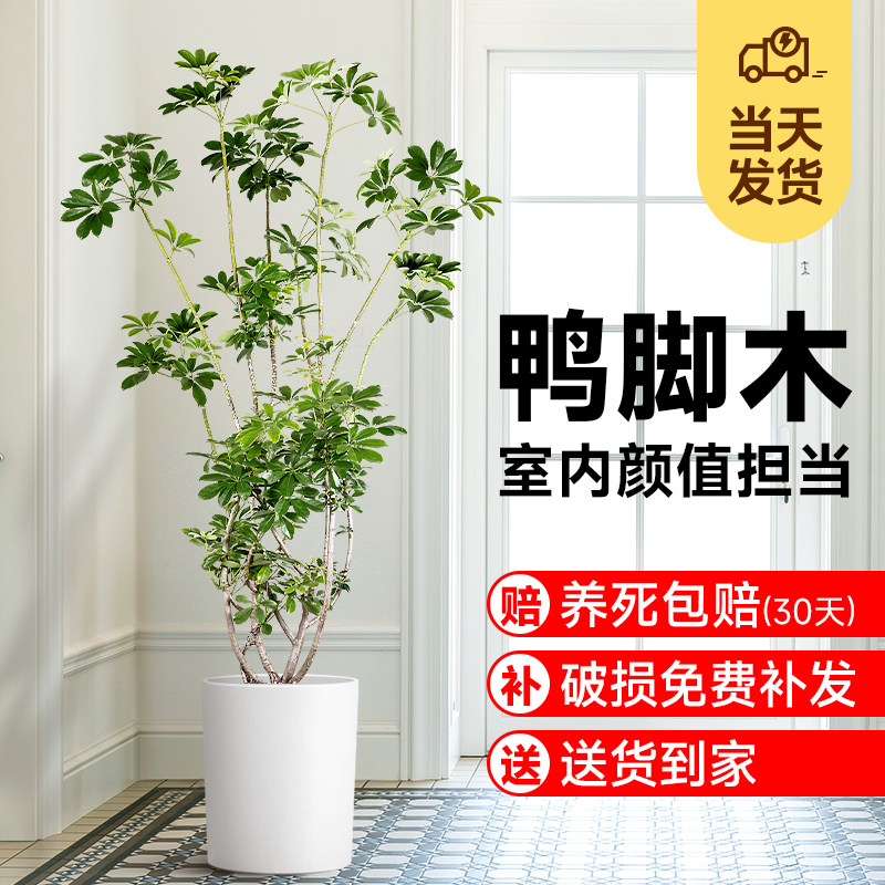 精品带铝线款造型鸭脚木室内盆栽 适合新手的大型观叶植物 净化空图片