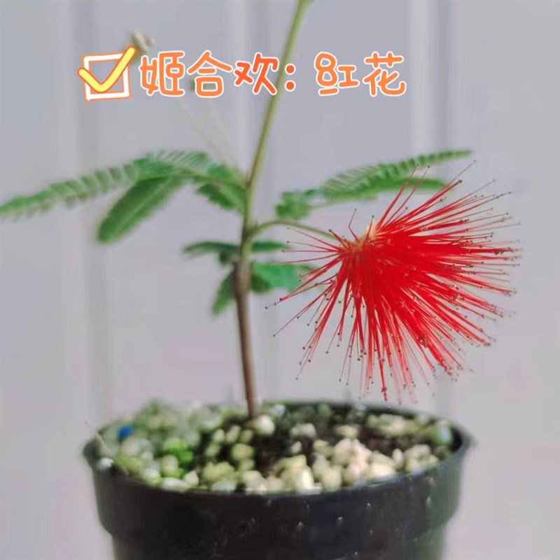 红花姬合欢庭院阳台绿植物四季常绿窗台耐寒耐热粉色开花好养喜阳