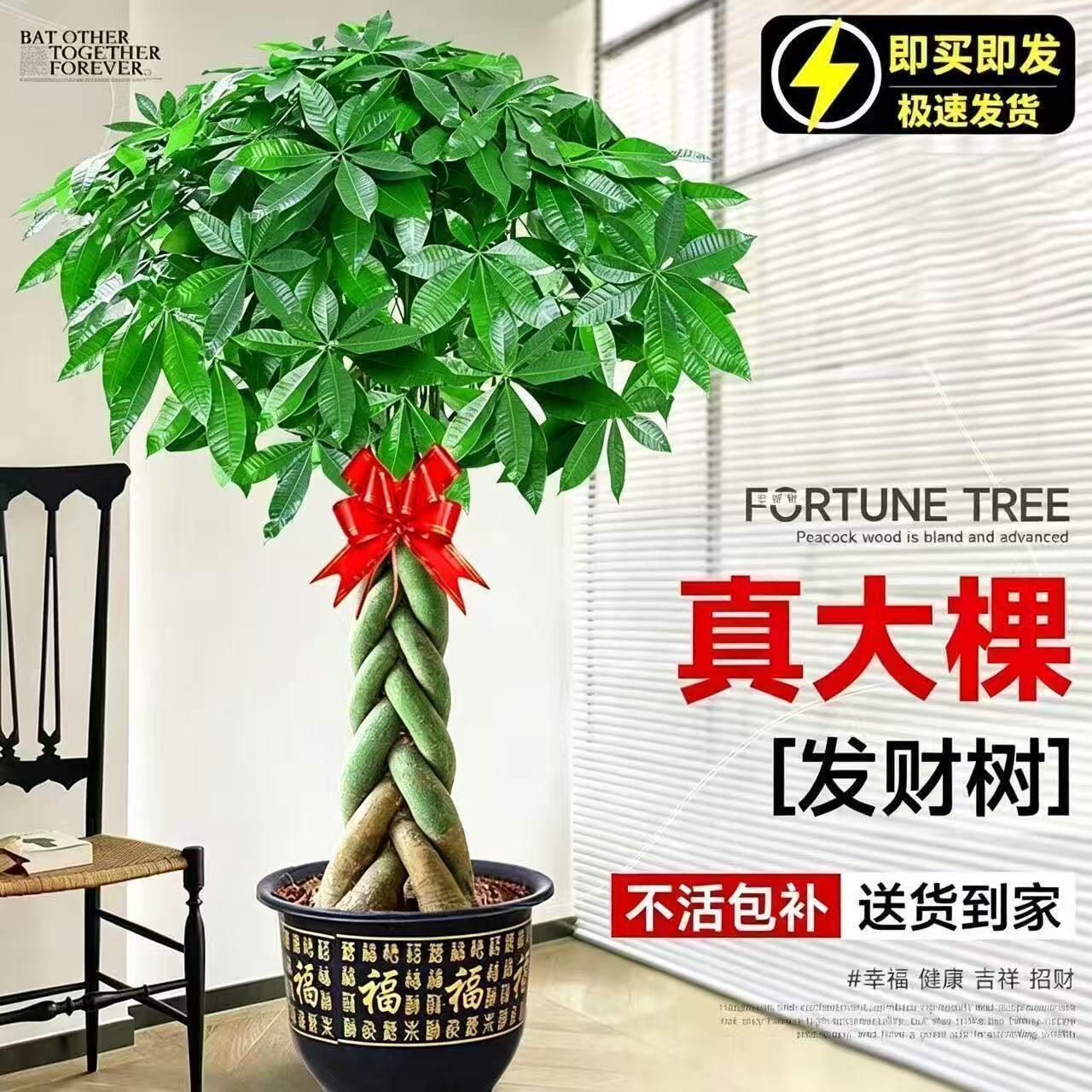 发财树盆栽大棵大型步步高招财树绿植物室内摆客厅办公室乔迁开业