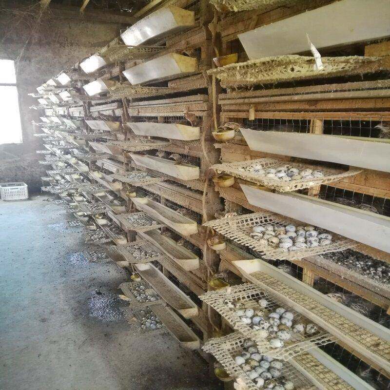 鹌鹑种蛋鹌鹑蛋受精种蛋可孵化受精种蛋孵化蛋新鲜鹌鹑蛋生蛋