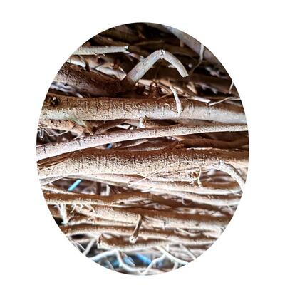 福建野生千斤拔 一条根 钻地风 500克干货包邮