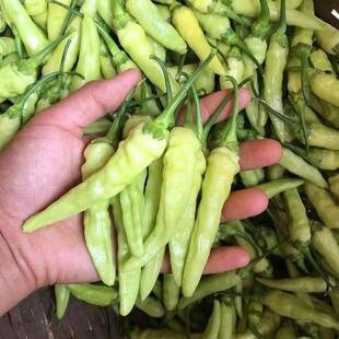 新鲜小米辣椒现摘现发云南德宏特辣白小米椒野山椒泡椒干 干辣椒