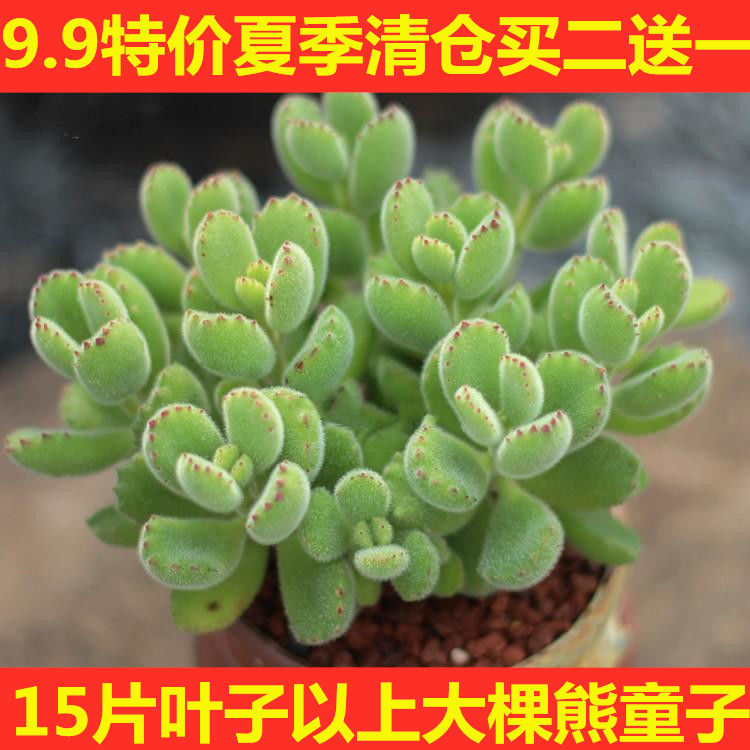 多肉熊多肉熊掌植物叶子大棵童子熊十几片童子植物多头