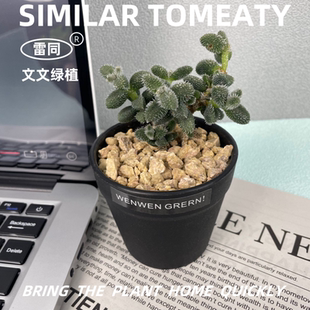 做真实拍      雷同草狼花黄色花番杏科趣味小盆栽办公室桌面花卉
