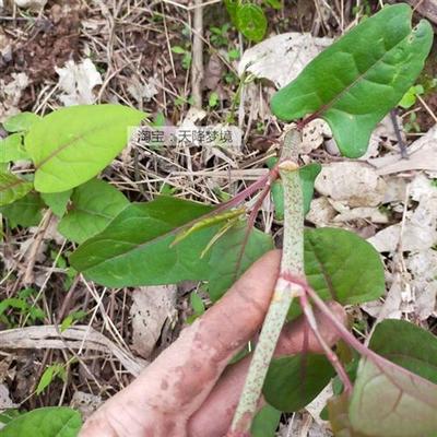 虎杖苗多年生草本植物现挖酸筒杆苗绿植庭院盆栽地栽 虎杖苗 包邮