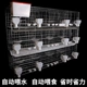 鸽子笼子家用养殖鸽子笼鸽子龙大号全套鸽舍鸽棚大型鸽子笼网配对
