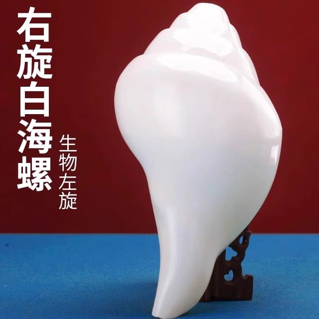 尼泊尔产白海螺佛家右旋生物左旋天然藏式密宗法器家用摆件八供用