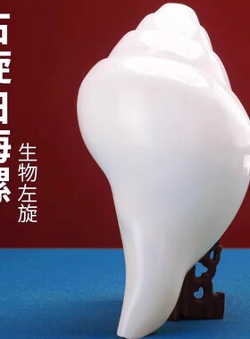尼泊尔产白海螺佛家右旋生物左旋