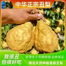 正宗丑梨山东烟台软糯香甜中华佛手太婆软梨子新鲜水果当季 整箱