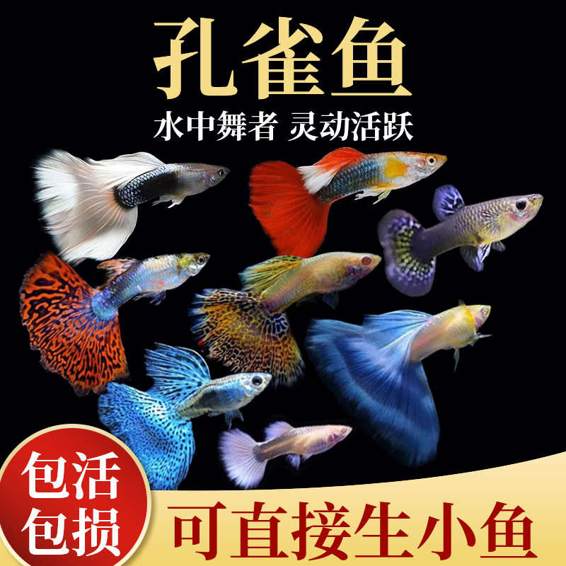 速发观赏鱼型雀鱼热可小孔鱼苗淡水耐活红绿灯鱼带繁殖鱼