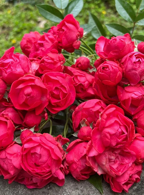 速发大红色红木香母系藤本庭花月季大苗爬藤季花蔷薇四多开院浓香