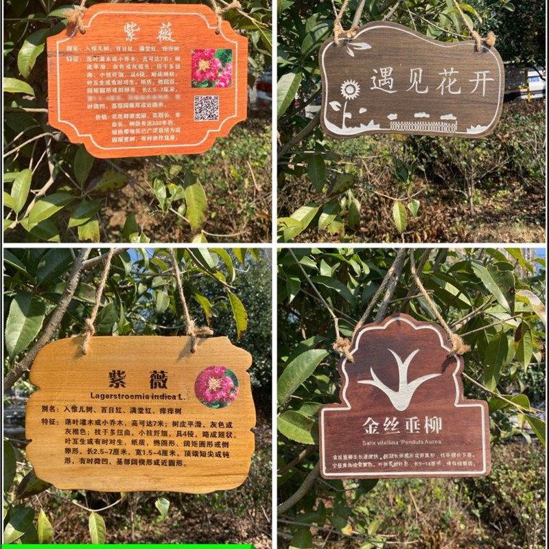 速发可批植树节树木挂养花木介绍牌植物品名吊牌幼儿园认牌防腐标