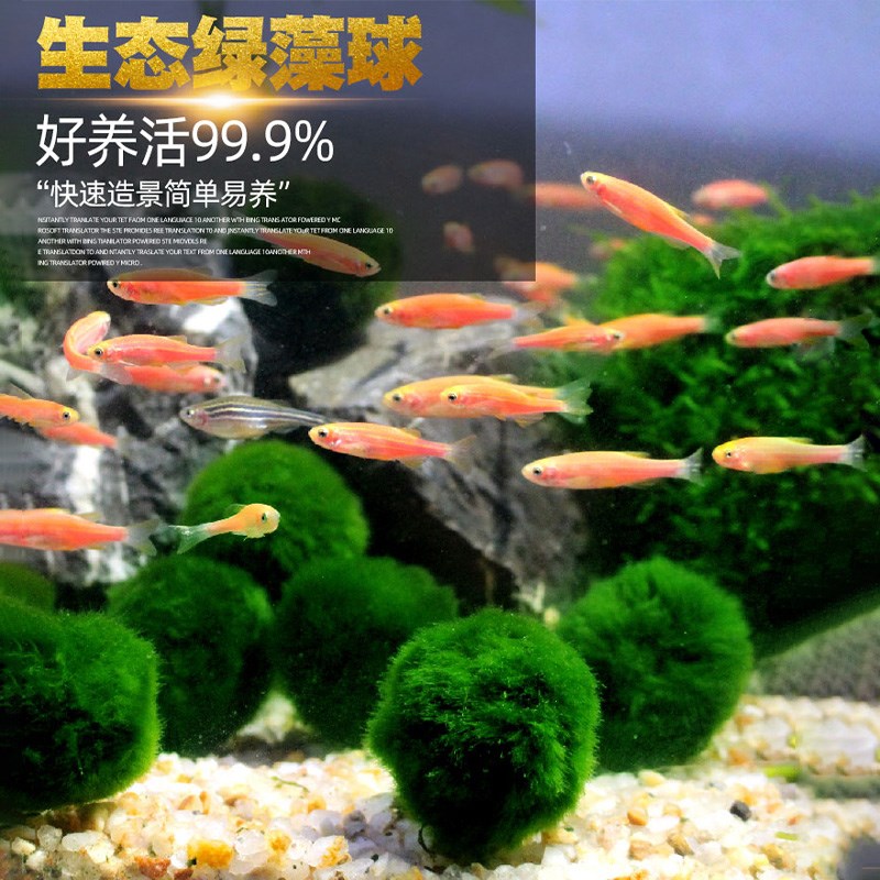 速发绿藻球水性植物鱼缸造景摆藻装饰绿藻海藻球苔藓前景阴草水件
