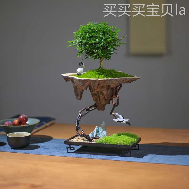 天空之城苔藓盆栽小叶九里香花卉植物桌面绿植室内客厅盆景摆件