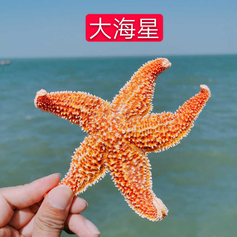 大海星干泡酒材料煲汤料制作标本