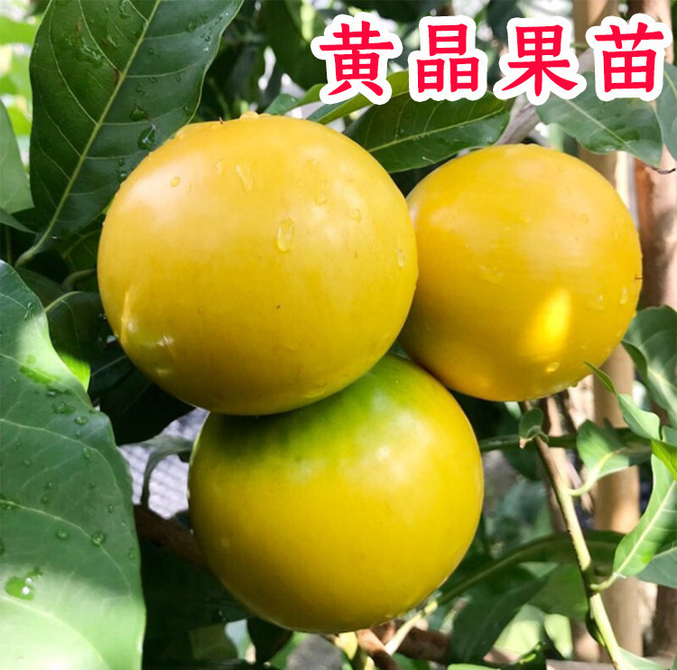 黄晶果树苗嫁接黄金果苗久蜜冬蜜四季当年结果南方种植早熟盆栽地