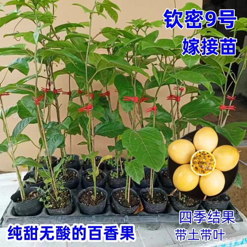钦蜜9号黄金百香果树钦果9号嫁接苗台农果树苗纯甜爬藤四季种植