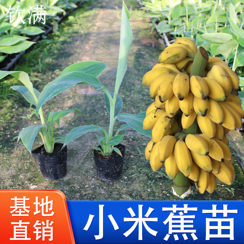 小米蕉苗带土广西发货中蕉9号香蕉苗四季种植小米蕉苗皇帝蕉苗