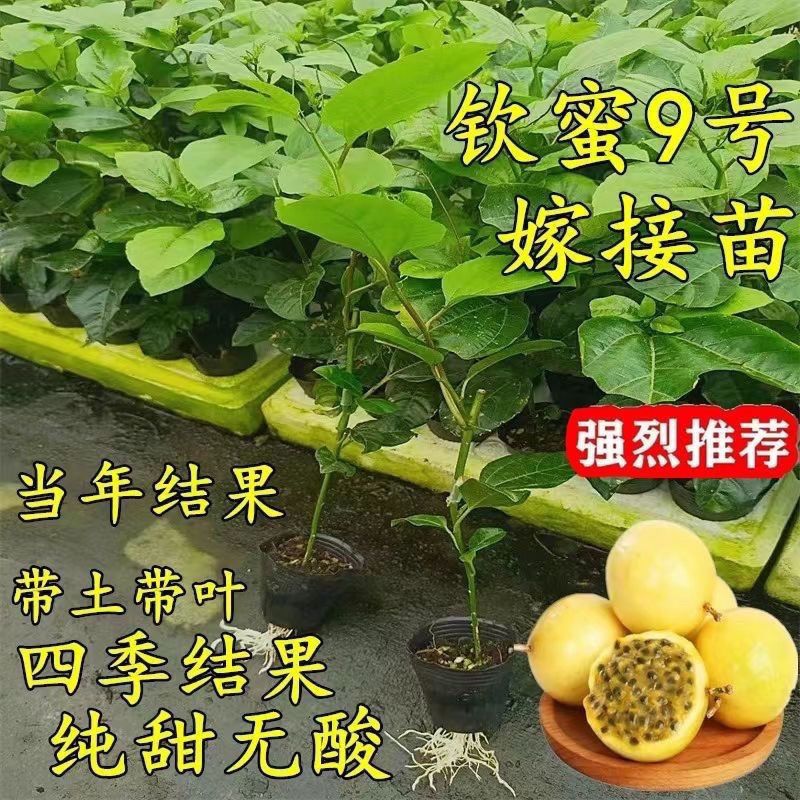 钦蜜9号黄金百香果嫁接苗果树苗