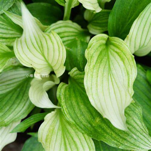 白羽玉簪  小椿日和 桌面绿植耐阴室内除甲醛 观叶开花好养活植物