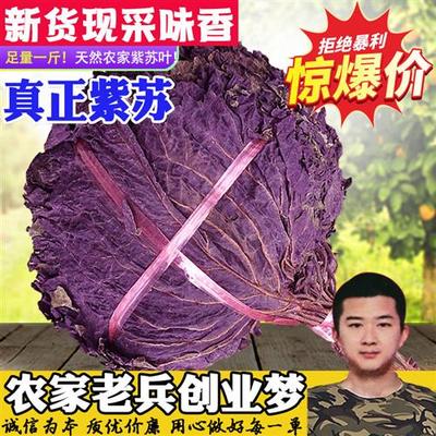 新鲜正宗野生紫苏叶干天然苏子叶干泡茶烧鱼虾蟹去腥食用香料500g