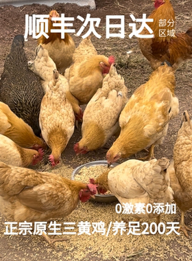 兵哥正宗农家三黄鸡土鸭子散养老鸭走地鸡黄油老母鸡新鲜现杀整只