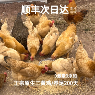 【散养三黄鸡】正宗农家走地鸡土草鸡黄油老母鸡新鲜现杀整只广西