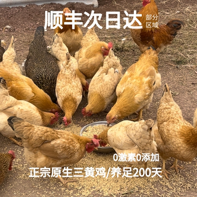 散养三黄鸡整只广西粮食喂养新鲜