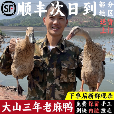 三年老麻鸭广西大山散养生新鲜现杀正宗农村鸭子肉整只水鸭土母鸭
