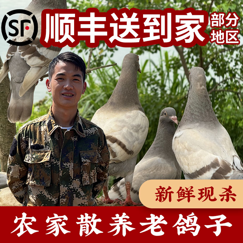 散养老鸽子新鲜现杀原粮喂养