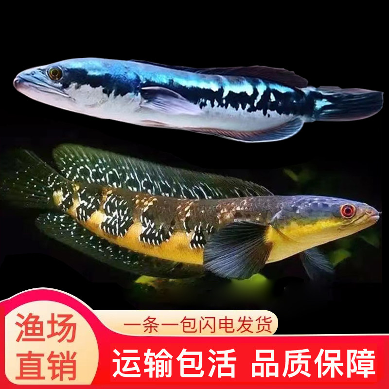 大铅笔鱼雷龙活鱼黑魔神雷龙热带观赏鱼小盾鳢多曼大型凶猛肉食鱼