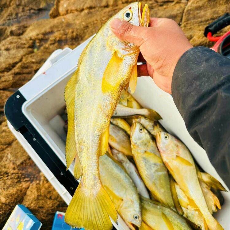 舟山野生大黄鱼新鲜鲜活海鲜水产东海海捕海钓大黄花鱼深海鱼
