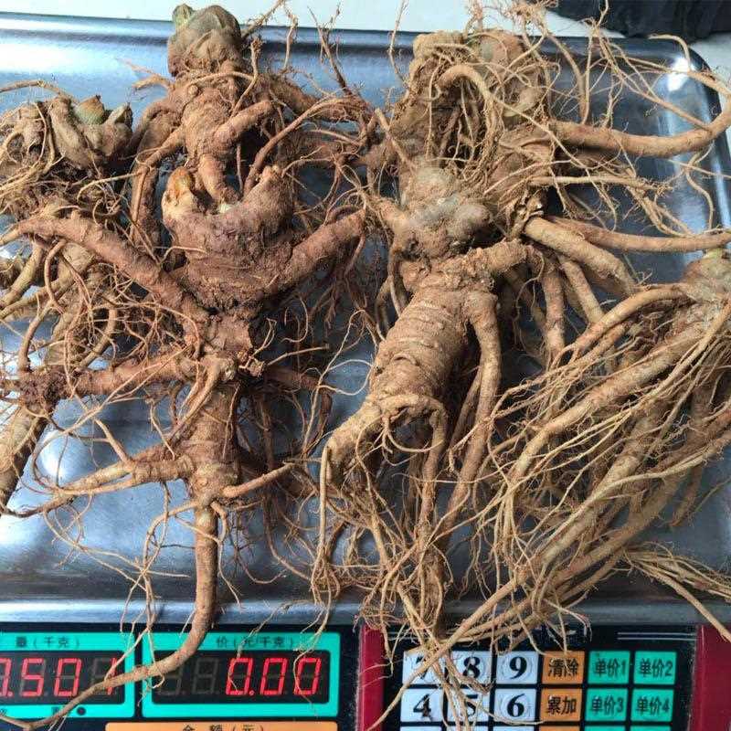 新鲜三七云南文山鲜三七产地直发生鲜田七泡酒三七500克