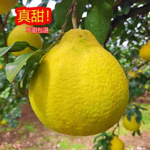 湖南永州江永老树香柚纯甜无酸沙田柚容县柚子蜜柚冰糖柚水果特产