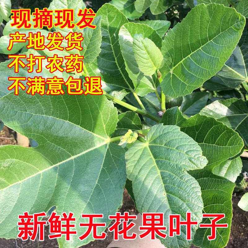 新鲜无花果叶子药用zhi疮熏洗现摘现发树叶500g保鲜产后坐浴特产
