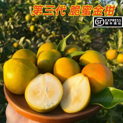 第三代脆蜜金柑纯甜无酸无籽