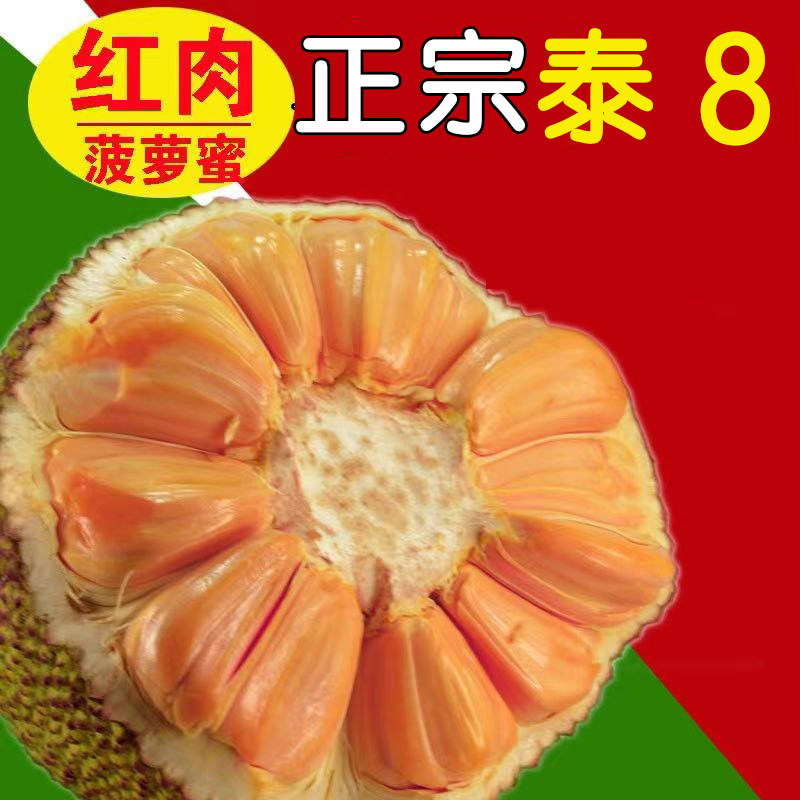 正宗红肉菠萝蜜泰8整个大果爆甜脆爽8-12斤干苞红心木菠萝现摘发