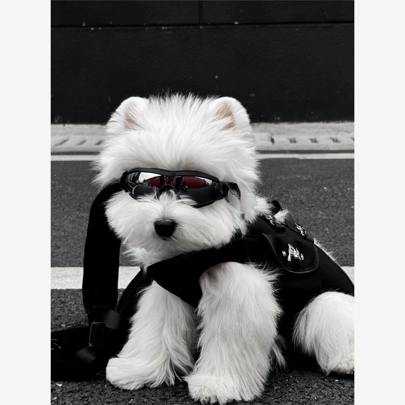 狗狗护目镜小型犬帅气宠物防风太阳镜西高地墨镜宠物防晒护目镜