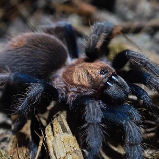 帕帕蓝腿捕鸟蛛宠物蜘蛛新手热门温顺好养 运费就是加热包