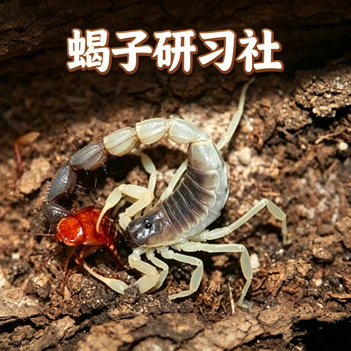 宠物蝎，青玉粗尾蝎，送加热，